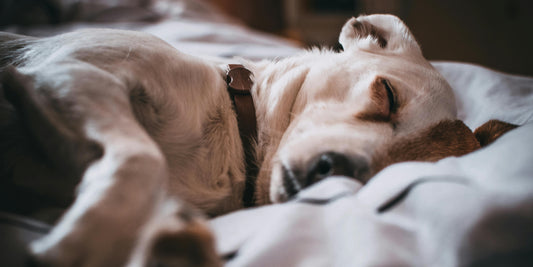 Preventing cancer symptoms in your furry friends: Here's what you need to know!