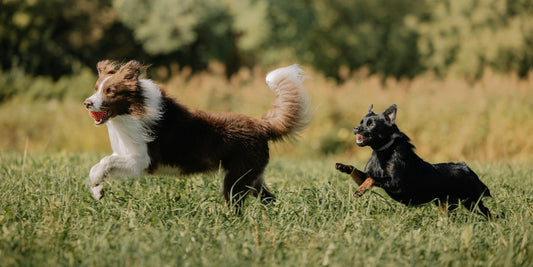 Muscle Matters: 10 Common Reasons Why Your Dog May Be Losing Muscle