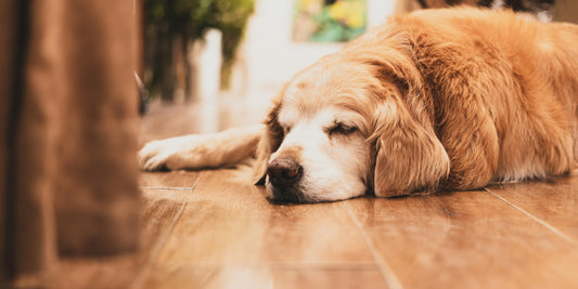 Your best buddy is aging, what to do about it