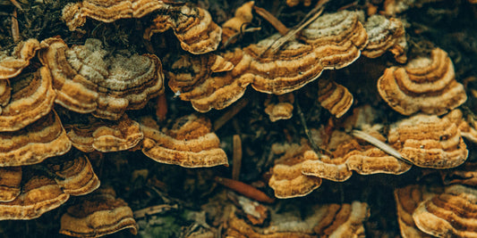 The Emergence of Turkey Tail Mushroom in Dog Treatments