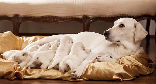 Why Folic Acid Is Vital for the Health of Your Pregnant Dogs and Puppies
