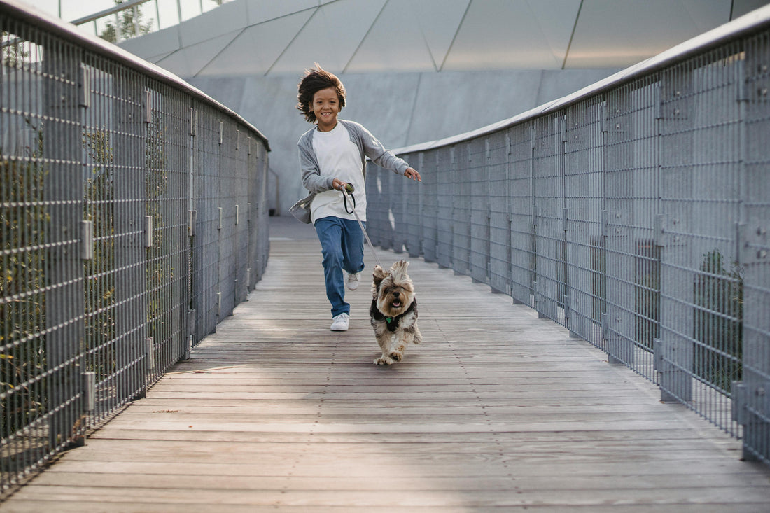 The Immune-Boosting Power of Turkey Tail Mushrooms for Dogs