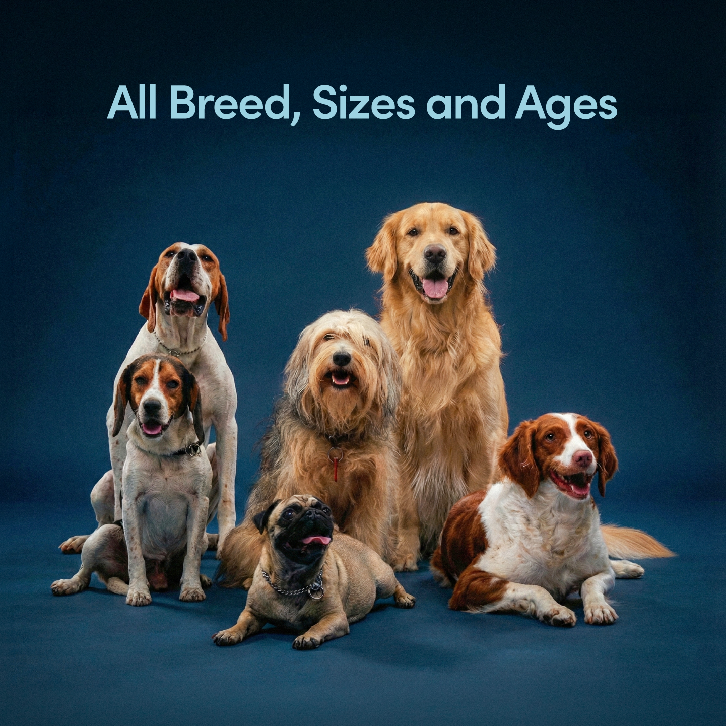 Scratch Buddy – Allergy & Itch Relief Food Topper for Dogs & Cats