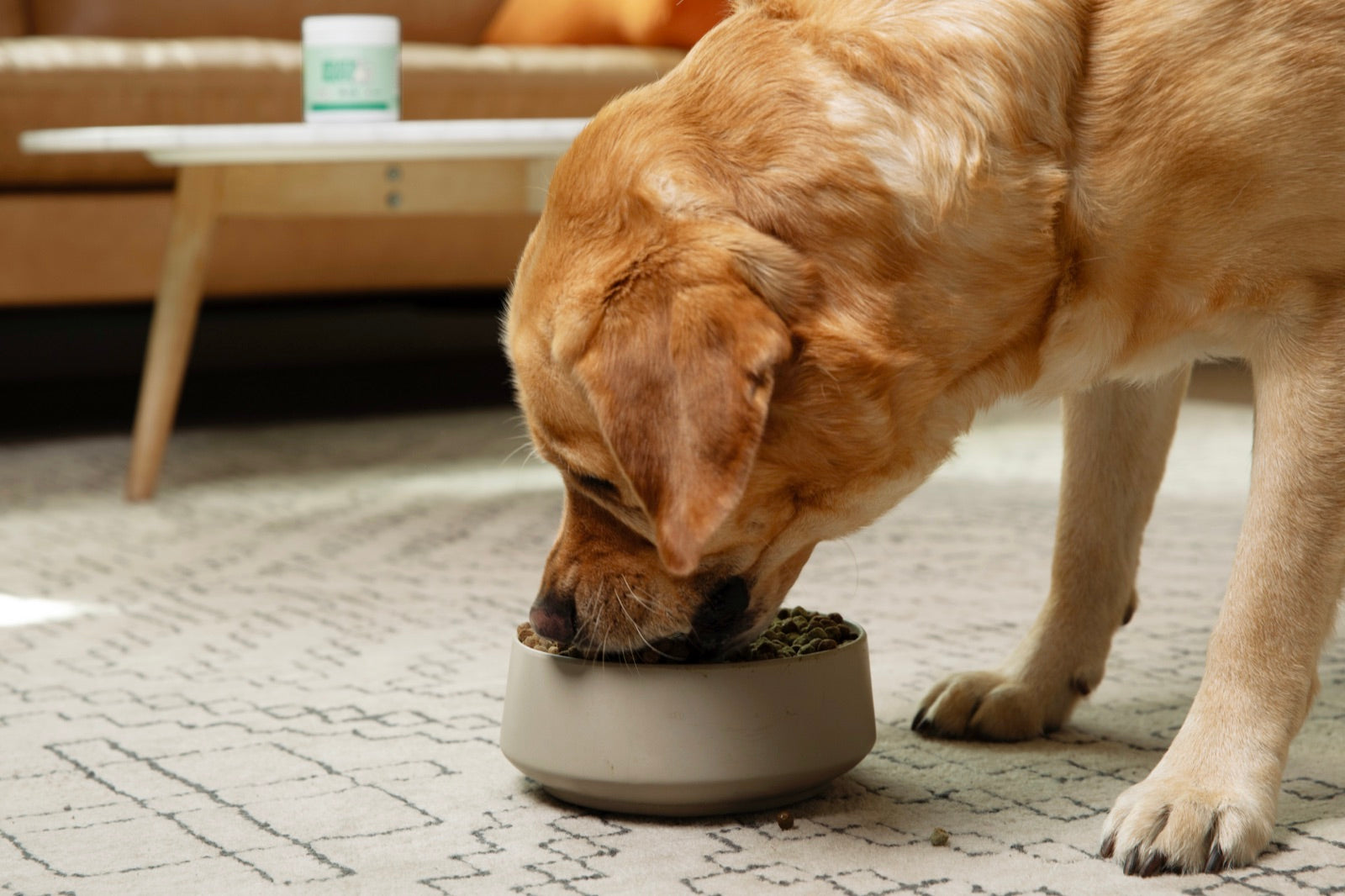 Golden retriever happily eating food with Breath Buddy powder mixed in