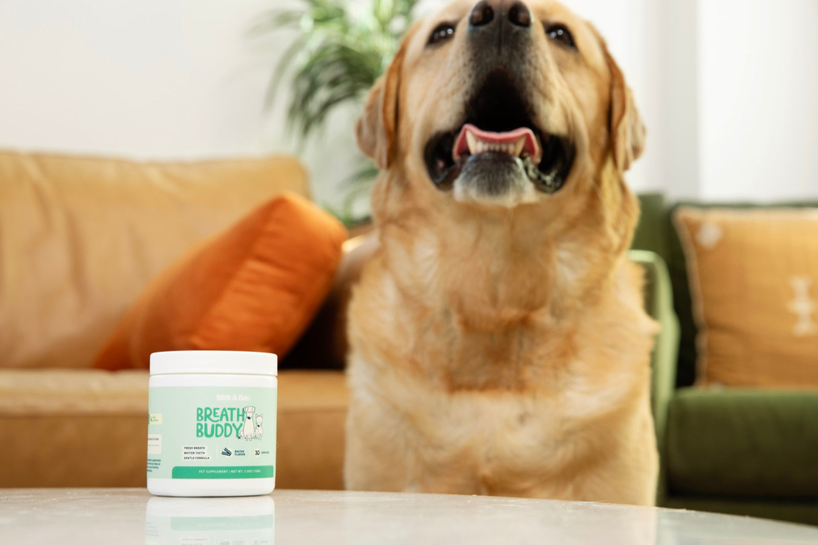 Happy golden retriever smiling behind Breath Buddy dental powder jar