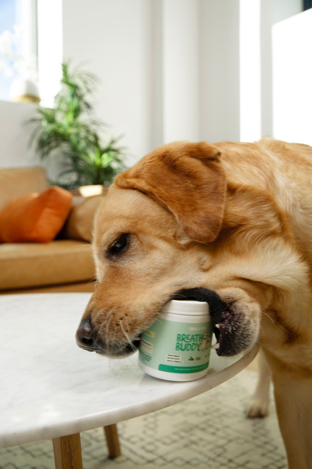 Golden retriever nuzzling the Breath Buddy jar on a coffee table