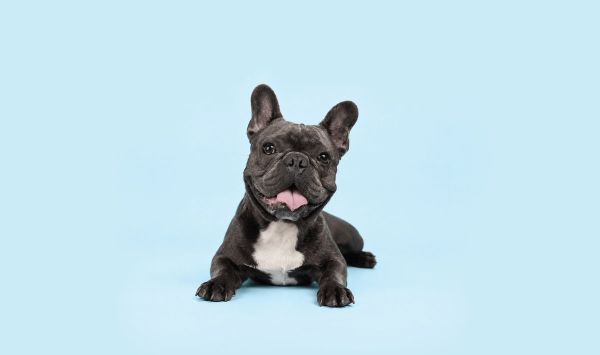 Happy French bulldog