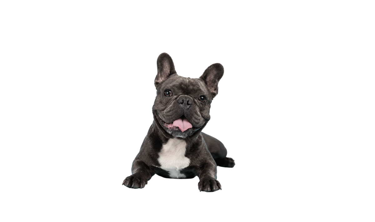 Happy French bulldog