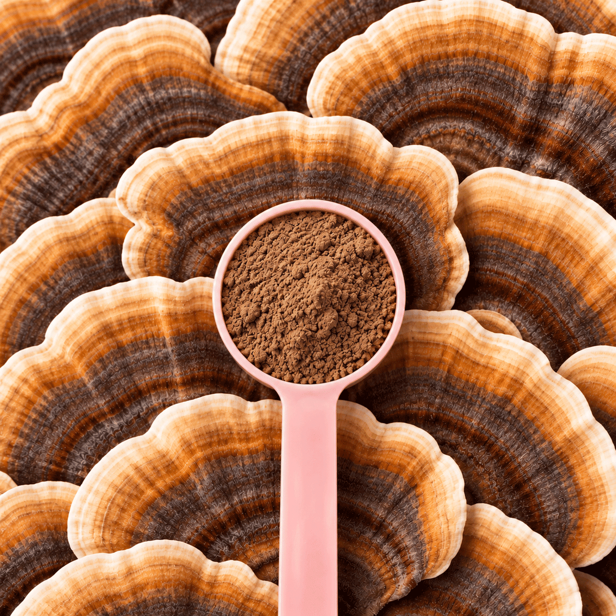 Scoop of Turkey Tail+ powder on a bed of turkey tail
