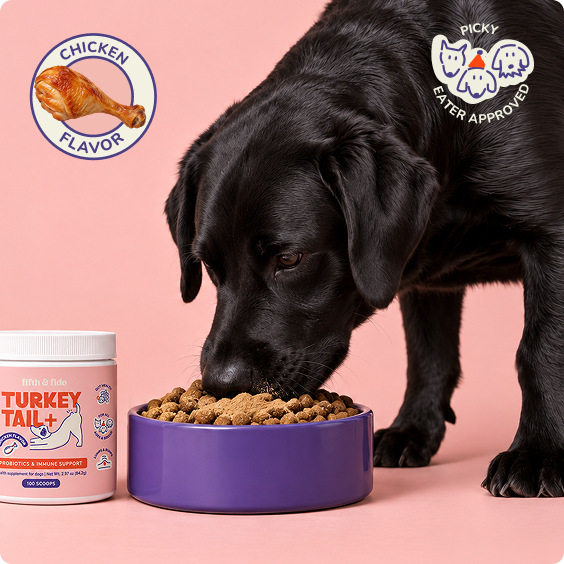 Black lab eating dinner with Turkey Tail+ Chicken Flavor
