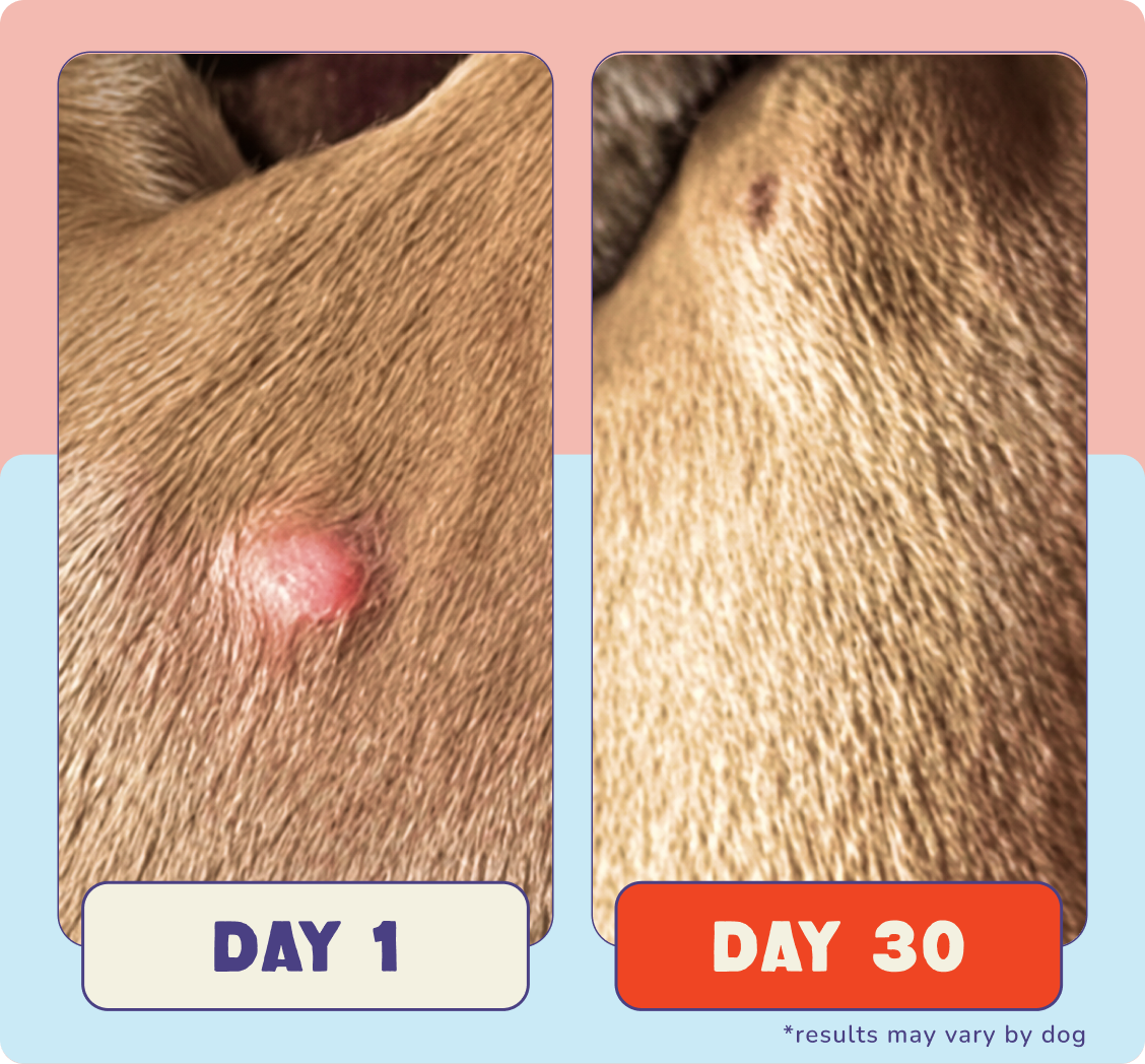 Day 1 and Day 30 photos from a pet parent, results may vary